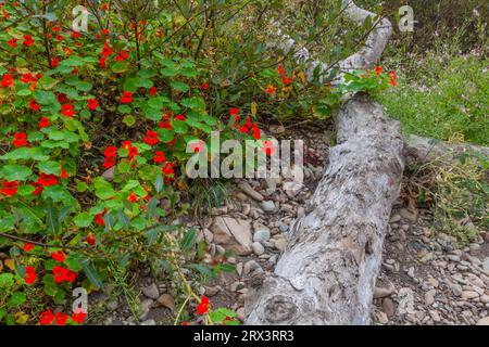 Old log et Nasturtium Vines à point Arena Cove à point Arena sur la côte nord de la Californie. Banque D'Images