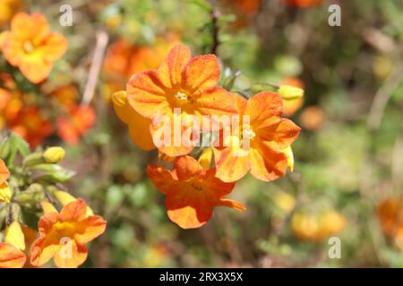 Streptosolen jamesonii Banque D'Images