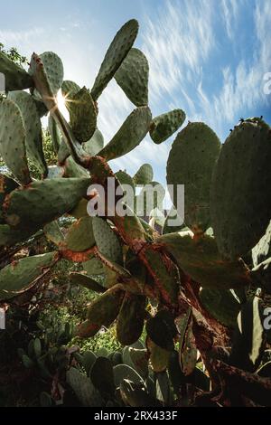 Photo verticale - gros plan des ailes d'ange Opuntia microdasys ou des oreilles de lapin cactus dans la nature sauvage avec des collines sur fond. Banque D'Images