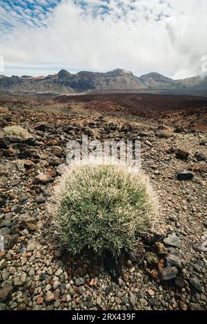 Photo de paysage volcanique vide et sec - désert à Tenerife (Pico del Teide). Image verticale de buisson avec de hautes montagnes et collines sur le fond. Banque D'Images