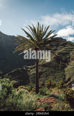 Photo verticale de palmier vert avec des collines et des rochers sur le fond. Palmier tropical par temps venteux sur la journée ensoleillée. Banque D'Images