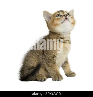 Petit chaton écossais gris droit regardant vers le haut sur un fond blanc Banque D'Images