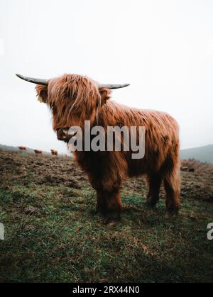 Gros plan portrait de veau de bétail écossais à fourrure par temps froid - heure d'automne. Beau bétail Highland debout sur le pâturage vert et lookin Banque D'Images