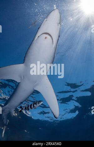 Requin bleu, Prionace glauca, accompagné d'un poisson pilote, Naucrates ductor, avec de petits parasites attachés autour de la bouche, au large de Cabo San Lucas, Baja, Mexique Banque D'Images