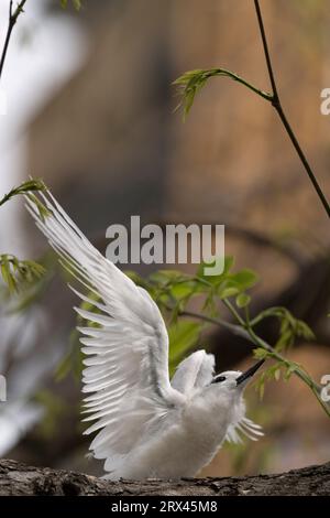 Sterne blanche ou fée, Gygis alba, grand poussin étirant des ailes sur l'arbre du nid, immeuble de grande hauteur en construction en arrière-plan, Hawaï Banque D'Images