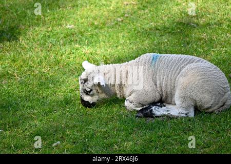 Un mignon jeune agneau endormi dans un champ dans le nord du pays de Galles, Royaume-Uni Banque D'Images