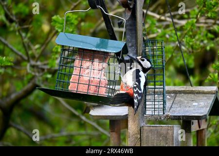 Un grand pic tacheté (Dendrocopos major) mangeant un bloc de suif dans un jardin. Pays de Galles du Nord, Royaume-Uni Banque D'Images
