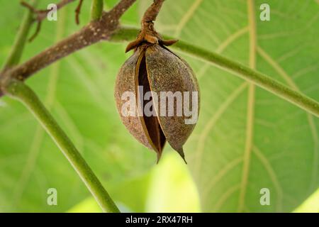 Paulownia tomentosa a ouvert des fruits vides sur une branche d'un arbre de princesse devant un fond vert flou Banque D'Images