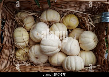Vue de dessus, mise au point sélective et vue rapprochée, tas de mini citrouilles blanches dans le seau au stand du marché. Banque D'Images