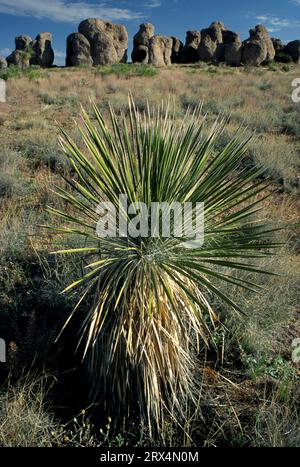 Affleurement rocheux avec yucca de sapin, parc d'État de la ville de Rocks, Nouveau-Mexique Banque D'Images