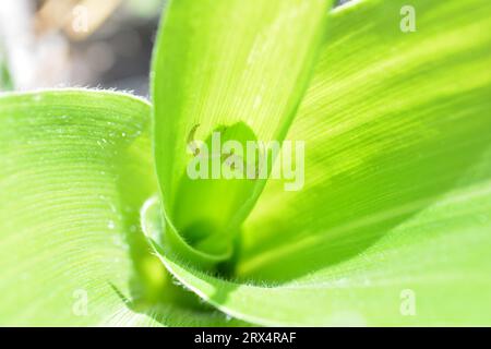 Astucieusement dissimulée dans la plante de maïs, une minuscule araignée verte attend patiemment sa proie sans méfiance. Le prédateur secret de la nature. Banque D'Images