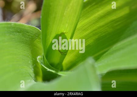 Astucieusement dissimulée dans la plante de maïs, une minuscule araignée verte attend patiemment sa proie sans méfiance. Le prédateur secret de la nature. Banque D'Images