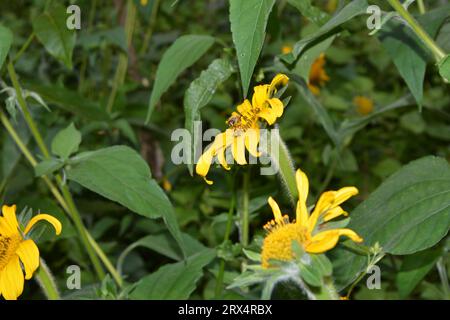 Un Apis mellifera (abeille) assidu recueille le nectar et le pollen des pétales vibrants d'un Helianthus annuus (tournesol) par une journée ensoleillée d'été Banque D'Images