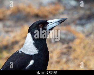 Gros plan australien Magpie, Headshot Banque D'Images