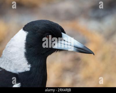 Gros plan australien Magpie, Headshot Banque D'Images