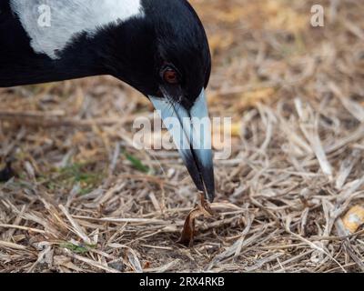 Gros plan australien Magpie du visage et du bec, tête près du sol piquant quelque chose, l'Australie Banque D'Images