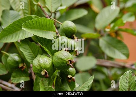 Fruit frais de goyave sur branche d'arbre Banque D'Images