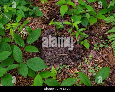 Petit trou dans la terre est animal sauvage. Système de passages souterrains et de trous. Maison d'animaux dans le sol forestier naturel sous l'arbre d'épicéa avec des branches, Banque D'Images