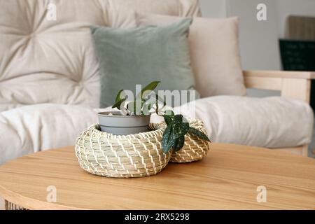 Plante d'intérieur avec des paniers en osier sur la table basse dans le salon, closeup Banque D'Images