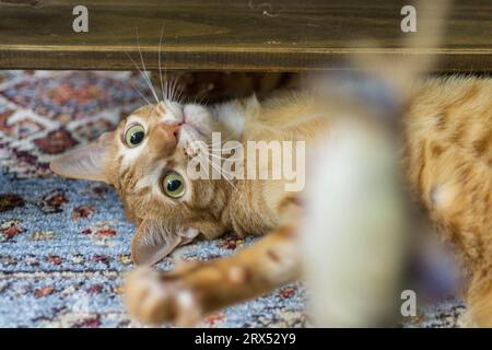 Chat orange se jetant la tête sous une table et tapant sur un jouet. Banque D'Images
