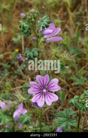 Gros plan naturel sur la fleur violet clair de la plante de fleur sauvage de mauve commune, Banque D'Images