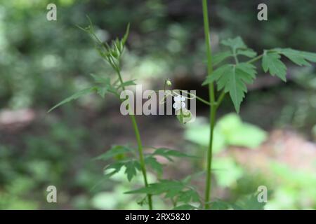 Vue d'une minuscule fleur blanche et d'un fruit en développement d'une vigne de petit ballon (Cardiospermum Halicacabum) Banque D'Images