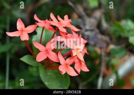 Vue rapprochée d'un groupe de fleurs rouges de géranium de la Jungle (Ixora coccinea) Banque D'Images