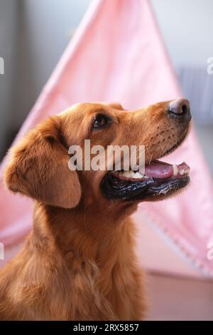 Vue latérale du visage d'un chien de la race Golden Retriever. Bannière publicitaire Banque D'Images