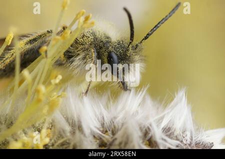 Gros plan naturel sur un mâle de l'abeille du mineur nycthéméral en voie de disparition, Andrena nycthemera mangeant du pollen de Willow, Salix Banque D'Images