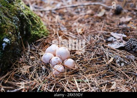 Grappe de champignons communs de boule de neige sur le sol de la forêt. Banque D'Images