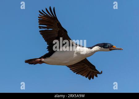 King Cormorant, Phalacrocorax albiventer, adulte en vol Bleaker Island, îles Malouines novembre Banque D'Images