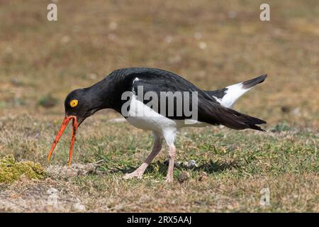 Magellanic Oystercatcher, Haematopus leucopodus, oiseau adulte appelant Carcass Island, îles Malouines novembre Banque D'Images