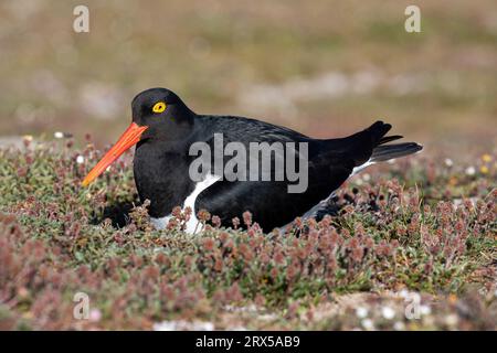 Magellanic Oystercatcher, Haematopus leucopodus, île de carcasse d'oiseau adulte, îles Malouines Banque D'Images