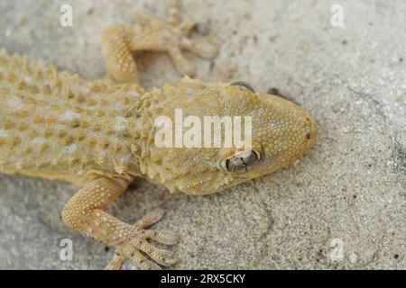 Gros plan détaillé sur un gecko européen à paroi commune, de couleur claire, Tarentola mauritanica Banque D'Images