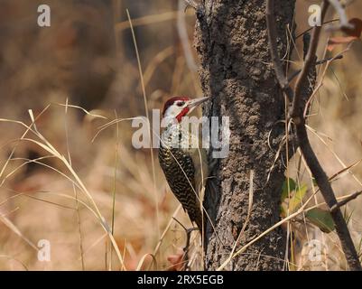 Les pics de Bennett se nourrissent dans les arbres ou sur le sol pour les fourmis et les termites. Banque D'Images