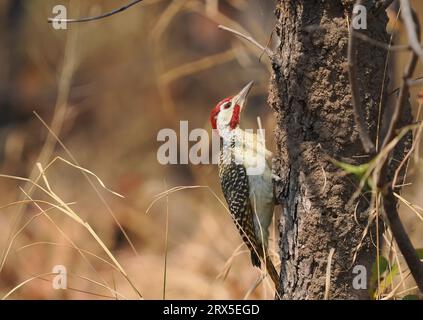 Les pics de Bennett se nourrissent dans les arbres ou sur le sol pour les fourmis et les termites. Banque D'Images