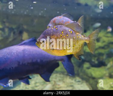 Aquarium de Paris, France, Myloplus rubripinnis, Myloplus, est un poisson omnivore moyen à grand de la famille des Serrasalmidae d'Amérique du Sud Banque D'Images