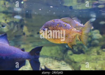 Aquarium de Paris, France, Myloplus rubripinnis, Myloplus, est un poisson omnivore moyen à grand de la famille des Serrasalmidae d'Amérique du Sud Banque D'Images