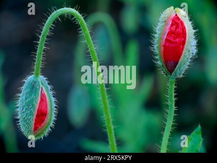 Capsules de pavot fermées, fleurs de pavot (Papaver rhoeas), fleur de pavot Banque D'Images