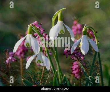 Goutte de neige avec bruyère (Erica), goutte de neige commune (Galanthus nivalis), Heather, aussi appelée bruyère ou bruyère, bruyère des neiges, aussi appelée bruyère d'hiver Banque D'Images