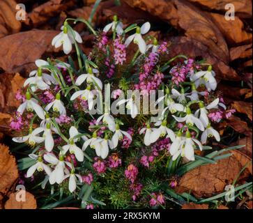 Goutte de neige avec bruyère (Erica), goutte de neige commune (Galanthus nivalis), Heather, aussi appelée bruyère ou bruyère, bruyère des neiges, aussi appelée bruyère d'hiver Banque D'Images