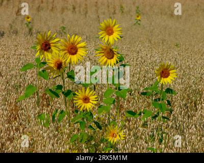 Tournesols (Helianthus annuus) dans le champ d'avoine (Avena sativa), semis d'avoine, tournesols dans le champ d'avoine, semis d'avoine Banque D'Images