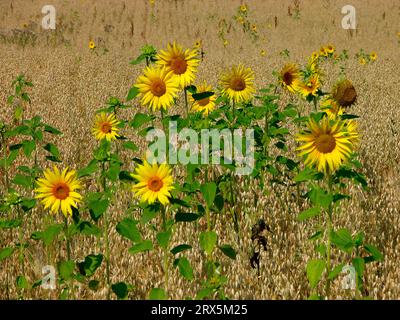 Tournesols (Helianthus annuus) dans le champ d'avoine (Avena sativa), semis d'avoine, tournesols dans le champ d'avoine, semis d'avoine Banque D'Images
