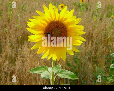 Tournesol (Helianthus annuus), champ de tournesol dans champ d'avoine, avoine commune (Avena sativa) Banque D'Images