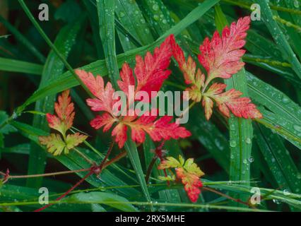 Herb robert (Geranium robertianum), Ruprechtskraut, également puant la cranesbill Banque D'Images