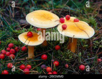 Entonnoir commun (Clitocybe gibba) comestible Banque D'Images