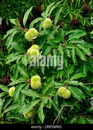 Châtaignes comestibles sur l'arbre, châtaigne douce (Castanea sativa Mill.), aussi simplement châtaigne ou aussi châtaigne comestible, châtaigne comestible, véritable châtaigne Banque D'Images