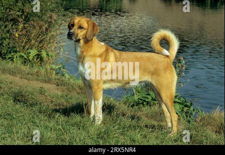 Kangal-Pointer Mix, 2 ans Kangal : Coban Koepegi (Berger Anatolian), Berger turc, Berger Anatolian, Kangal Shepherd Banque D'Images