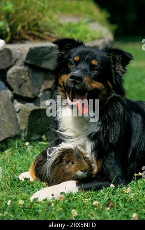 Shepdog australien norme FCI n° 342 avec cochon d'Inde angora, cochon d'Inde domestique (Cavia aperea F. porcellus) Banque D'Images