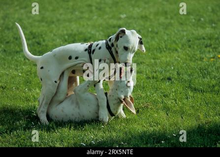 Jeune Dalmatien, taches noires et citron, jouant, Dalmatinac FCI Banque D'Images